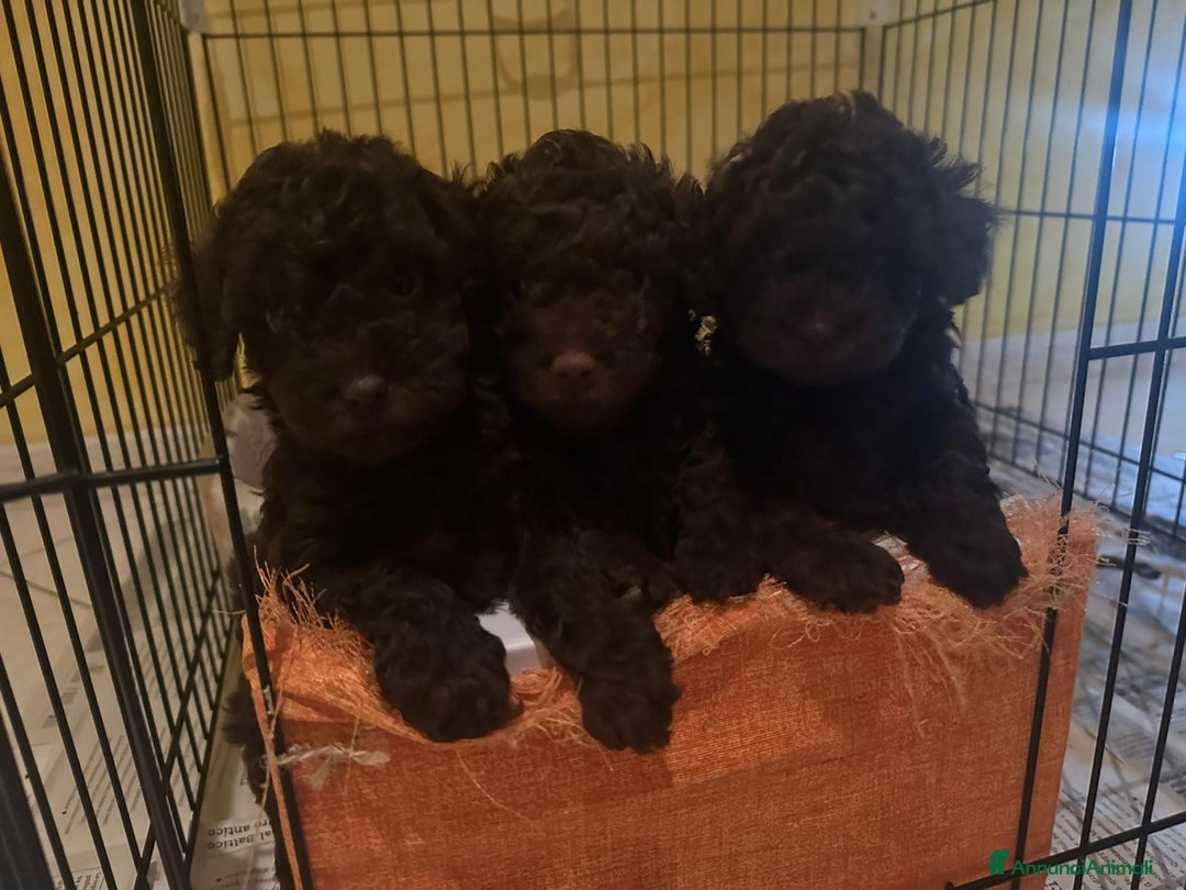 Barboncino Toy cani per accoppiamento: Riproduttore  - Annuncio 2