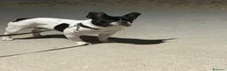 Bulldog Francese cani in vendita: Bulldog francese maschio-cucciolo disponibile  - Annuncio 3