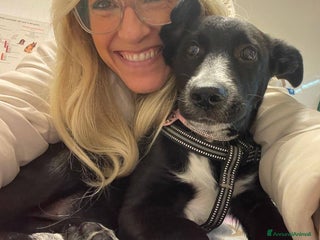 Meticcio cani LA DOLCISSIMA BELLA - Annuncio 1