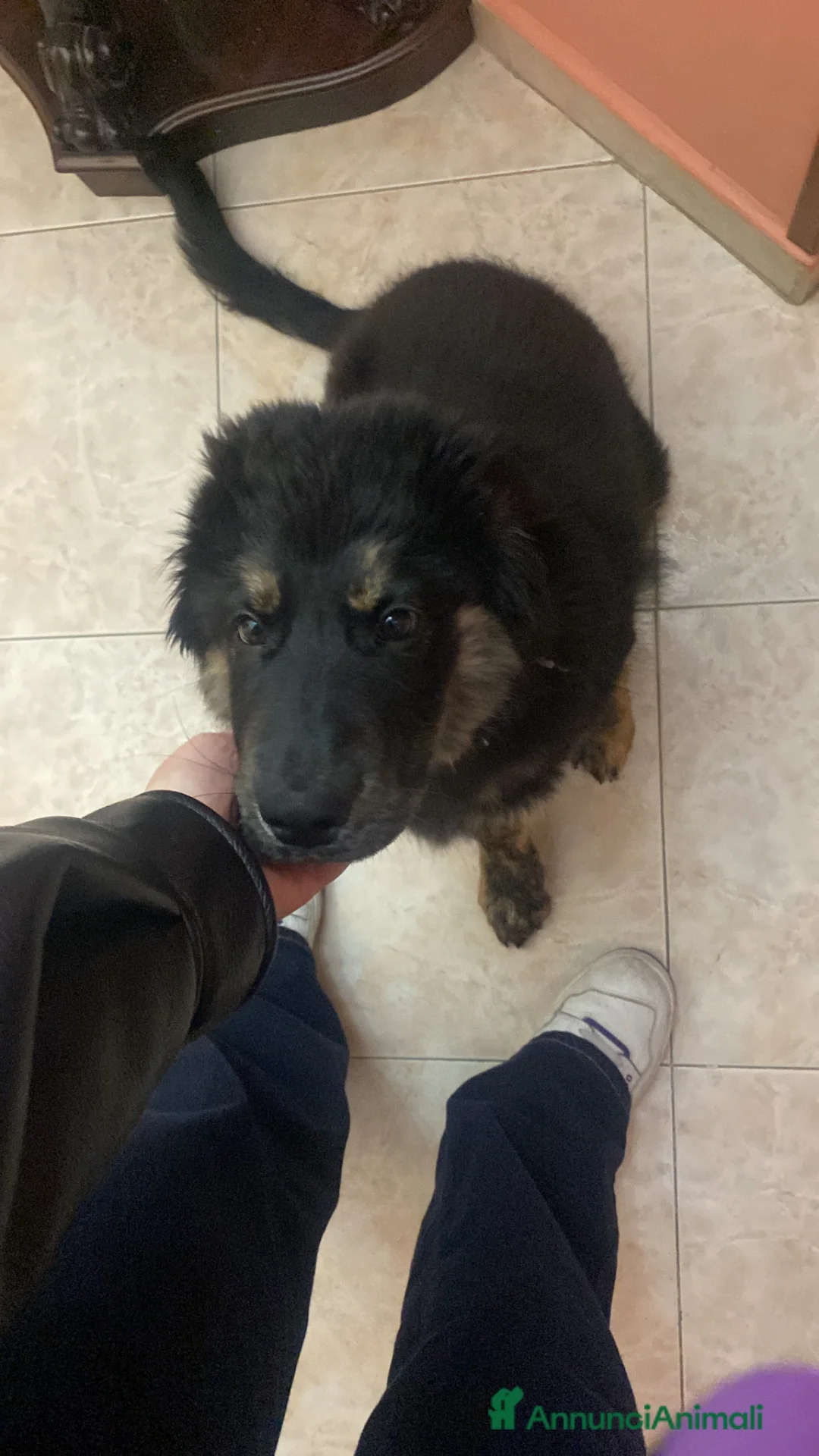 Meticcio cani in regalo: Simba Cane taglia medio-grande pastore tedesco  - Annuncio 3