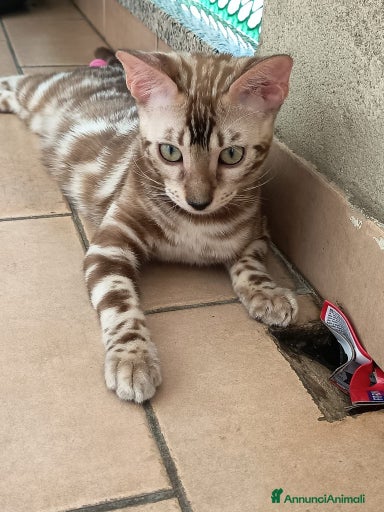 Immagine della galleria {{count}}