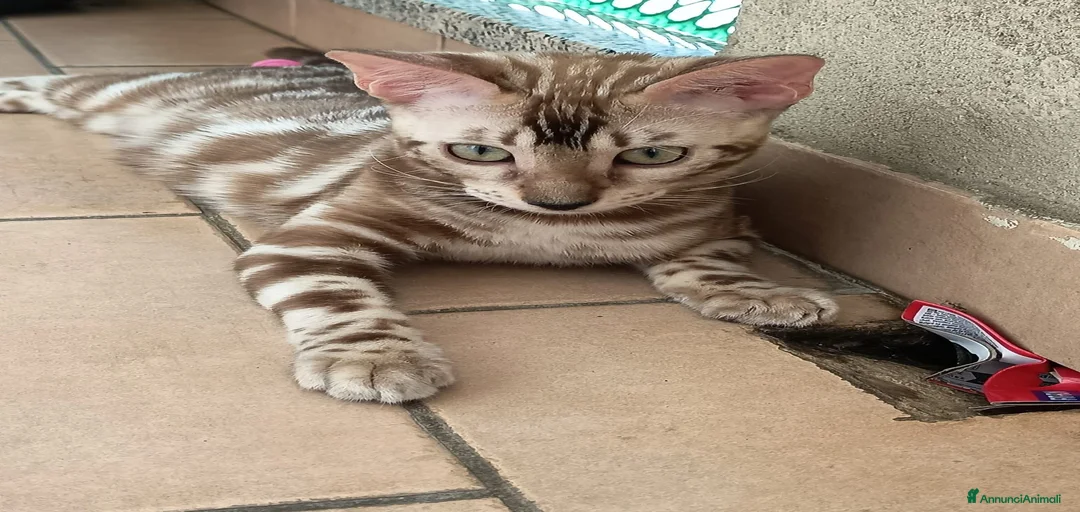 Immagine della galleria {{count}}