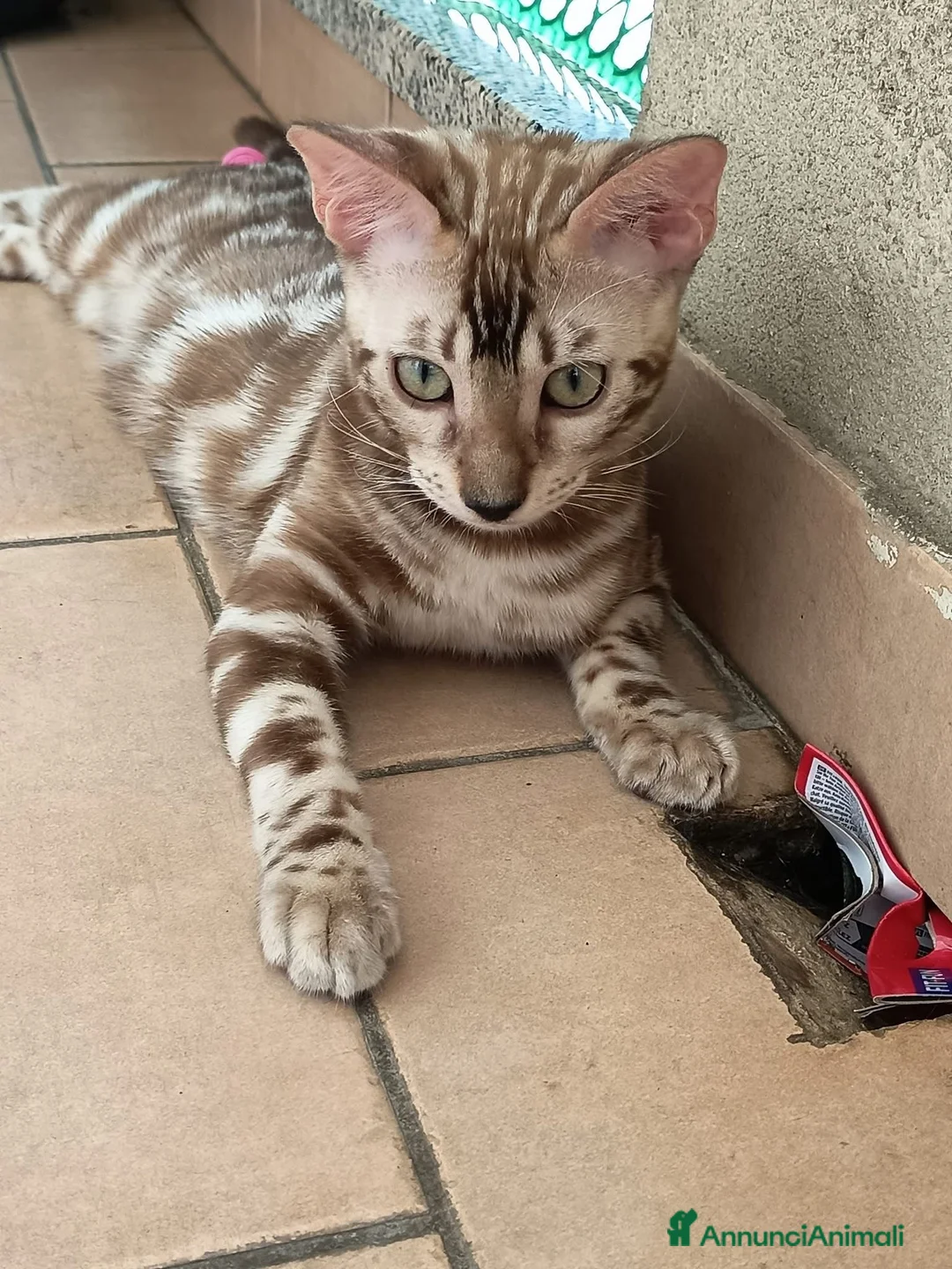 Immagine della galleria {{count}}