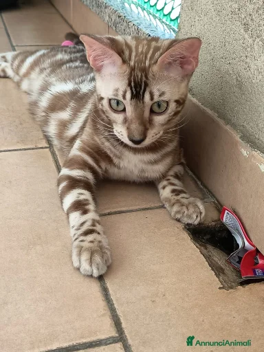 Immagine della galleria {{count}}