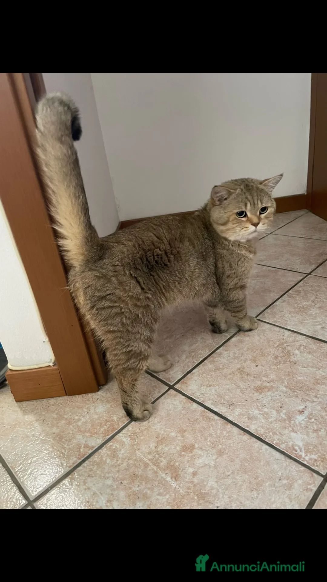 Scottish gatti in vendita: Scottish Straight  - Annuncio 1