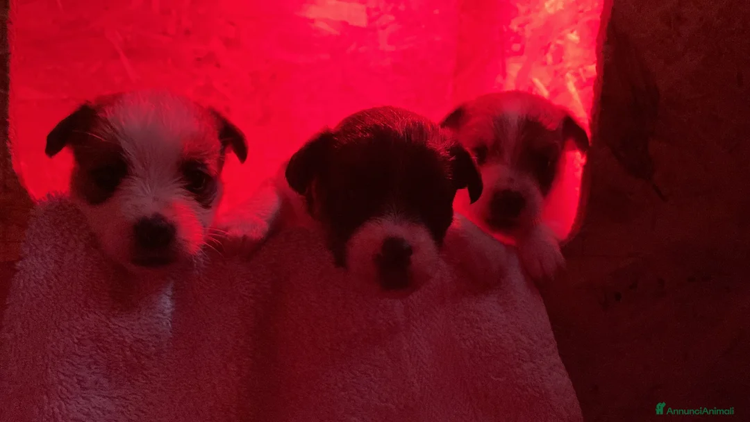 Jack Russell cani in vendita: JACK RUSSELL TERRIER PELO RUVIDO - Annuncio 11