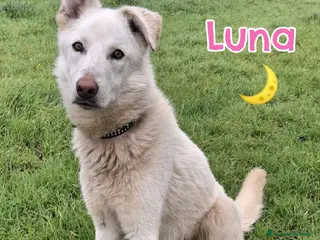 Meticcio cani LUNA 🩷 - cucciolona scattante e dolce, cerca 🏡 - Annuncio 5