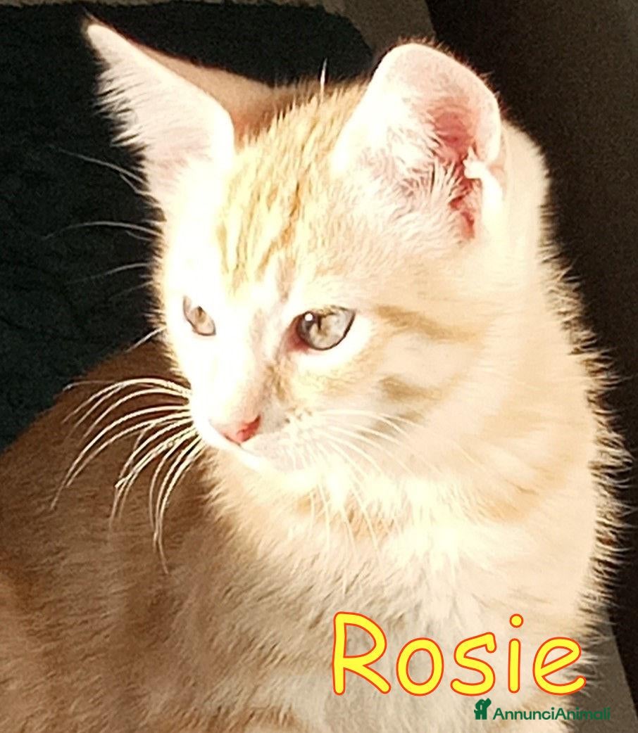 Europeo gatti CERCASI CASA PER LA PICCOLA #ROSIE!  - Annuncio 13