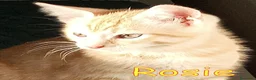 Europeo gatti in regalo: CERCASI CASA PER LA PICCOLA #ROSIE!  a Città metropolitana di Roma Capitale - Annuncio 1