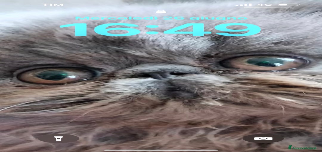 Immagine della galleria {{count}}