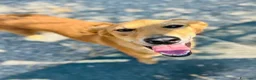Meticcio cani in regalo: Brown - Annuncio 1