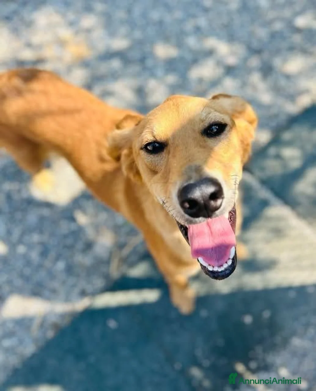 Meticcio cani in regalo: Brown - Annuncio 1
