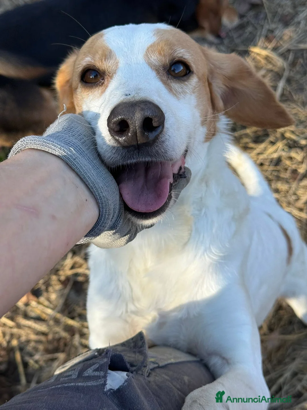 Meticcio cani in regalo: DODY, il cane più buono del mondo. - Annuncio 1