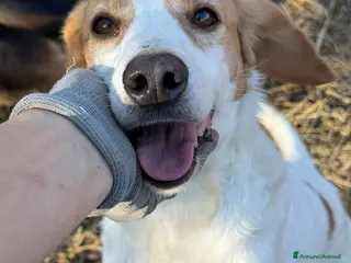 Meticcio cani DODY, il cane più buono del mondo. - Annuncio 3