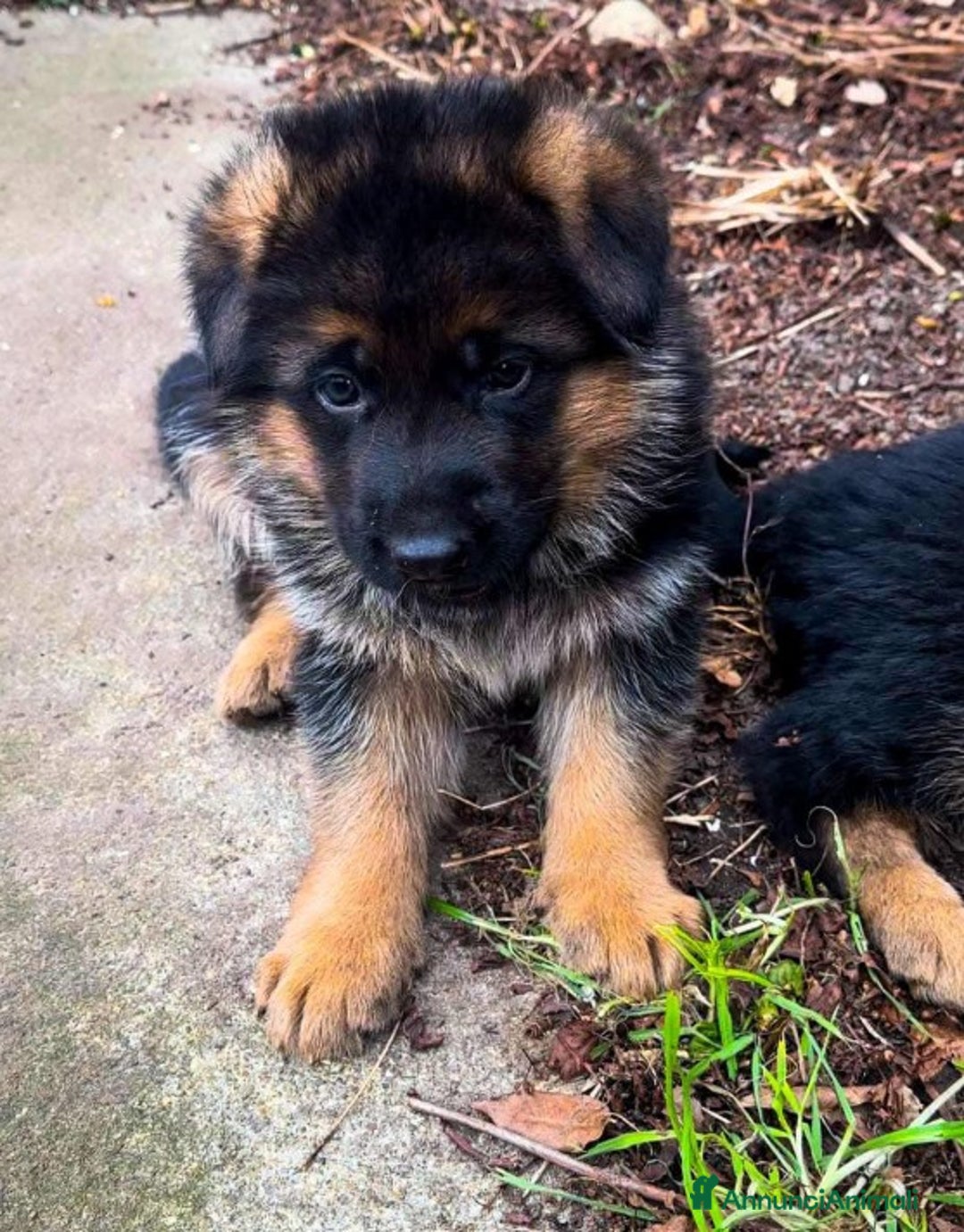 Pastore Tedesco cani in vendita: cuccioli di pastore tedesco - Annuncio 7