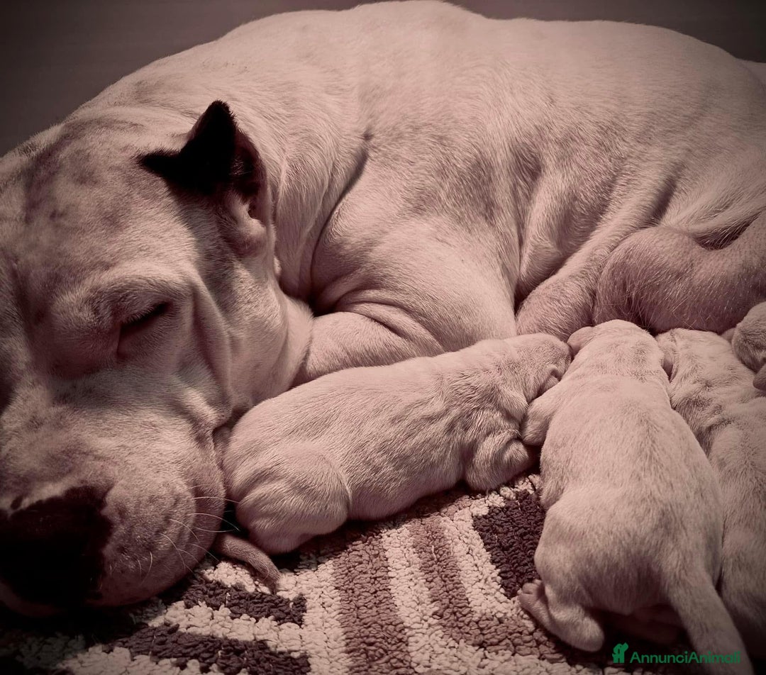 Dogo Argentino cani in vendita: CUCCIOLI DOGO ARGENTINO  - Annuncio 4