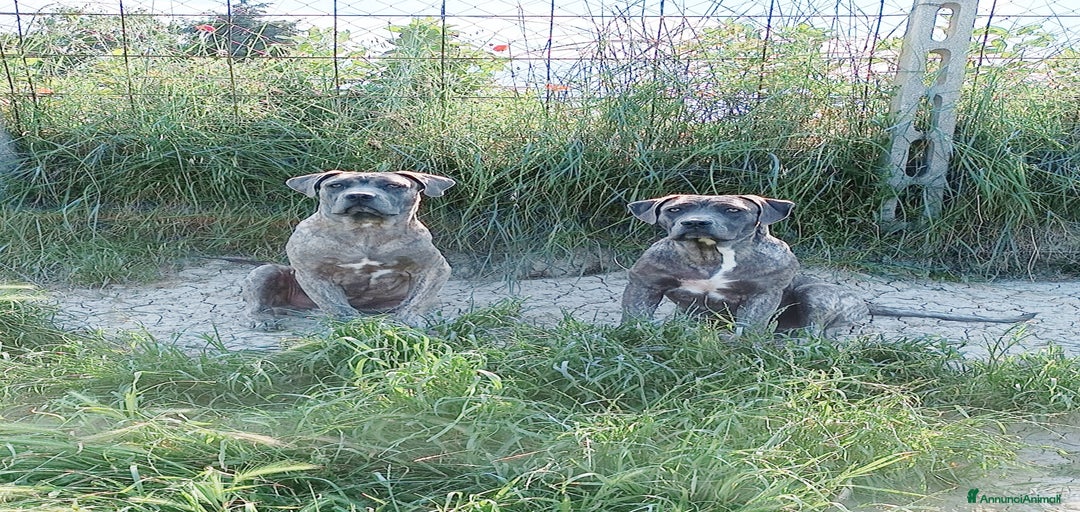 Immagine della galleria {{count}}