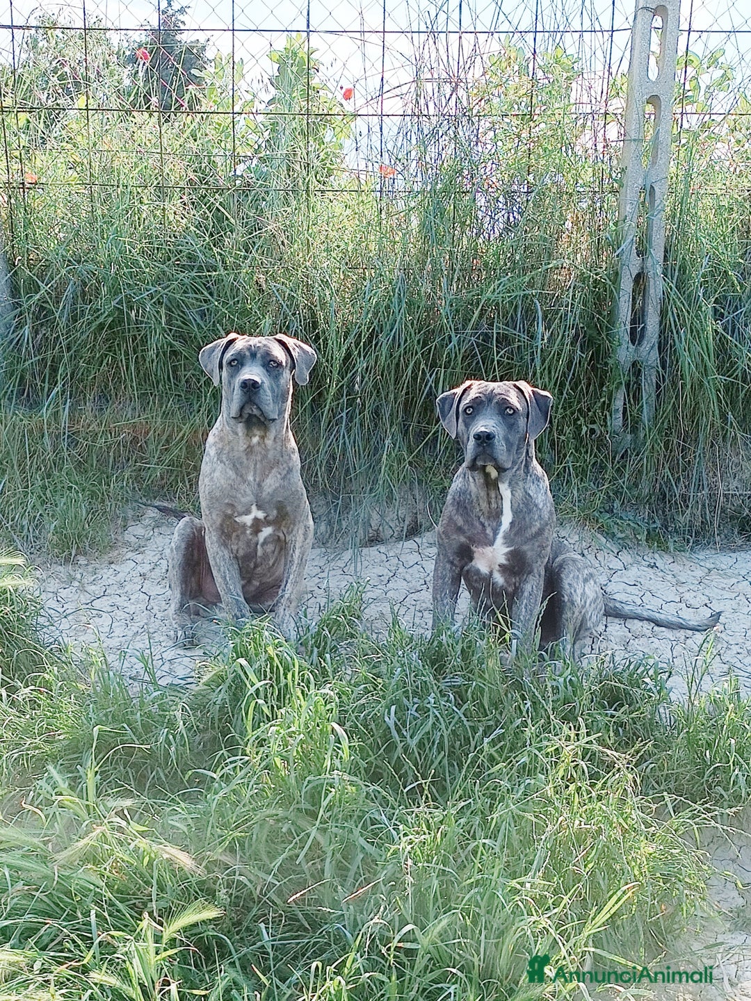 Immagine della galleria {{count}}