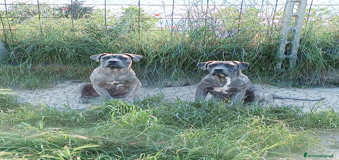 Immagine della galleria {{count}}