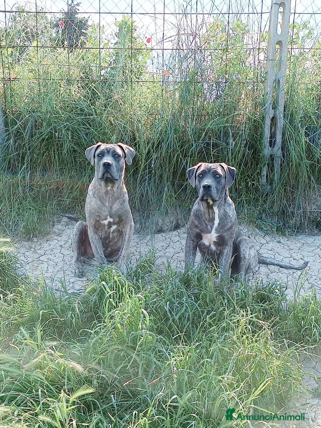 Immagine della galleria {{count}}