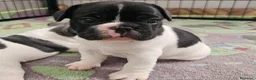 Bulldog Francese cani in vendita: Cuccioli di Bulldog Francese  - Annuncio 3