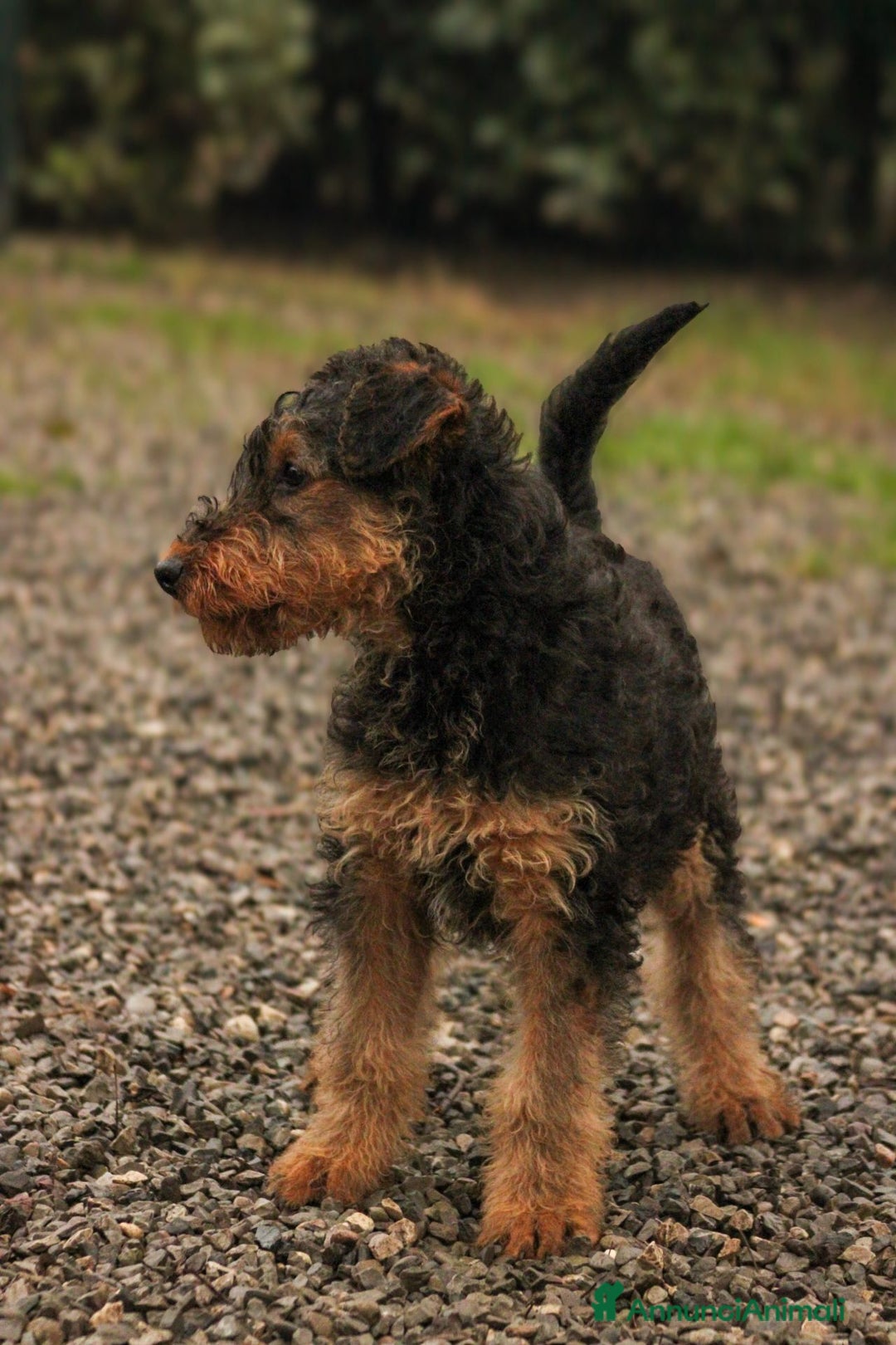Airedale Terrier cani in vendita: Splendidi cuccioli di airedale terrier  - Annuncio 3