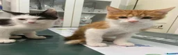 Meticcio gatti in regalo: Gattini e mamma gatta  - Annuncio 3