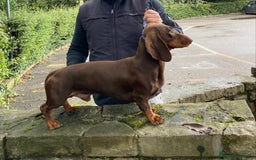 Bassotto cani per accoppiamento: stallone  - Immagine 2