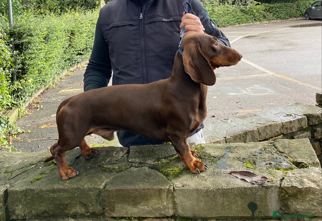 Bassotto cani per accoppiamento: stallone  - Immagine 2