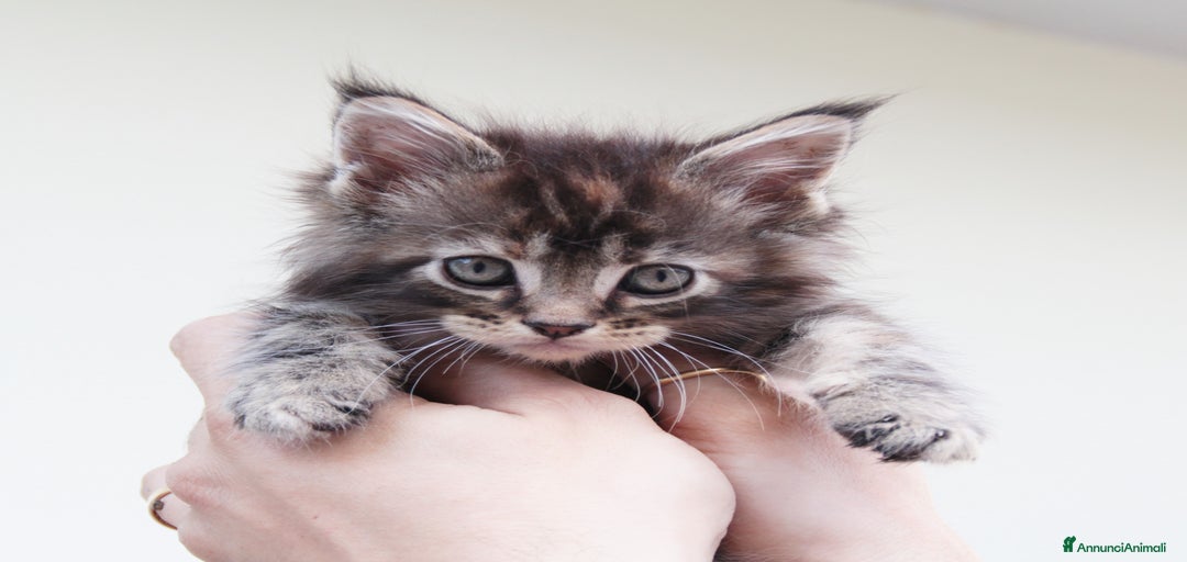 Immagine della galleria {{count}}