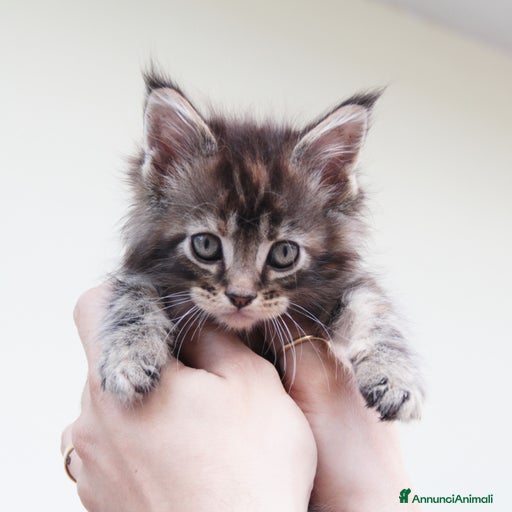 Immagine della galleria {{count}}