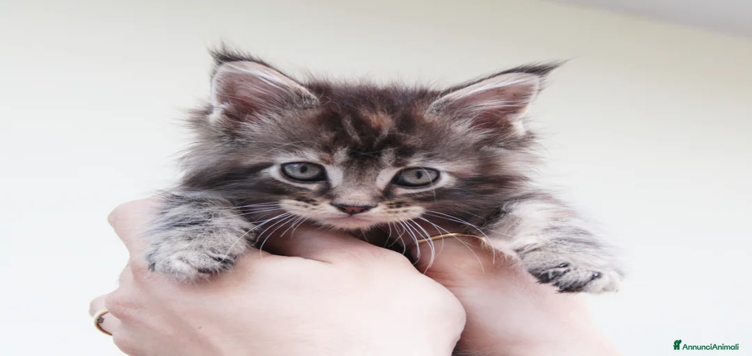 Immagine della galleria {{count}}