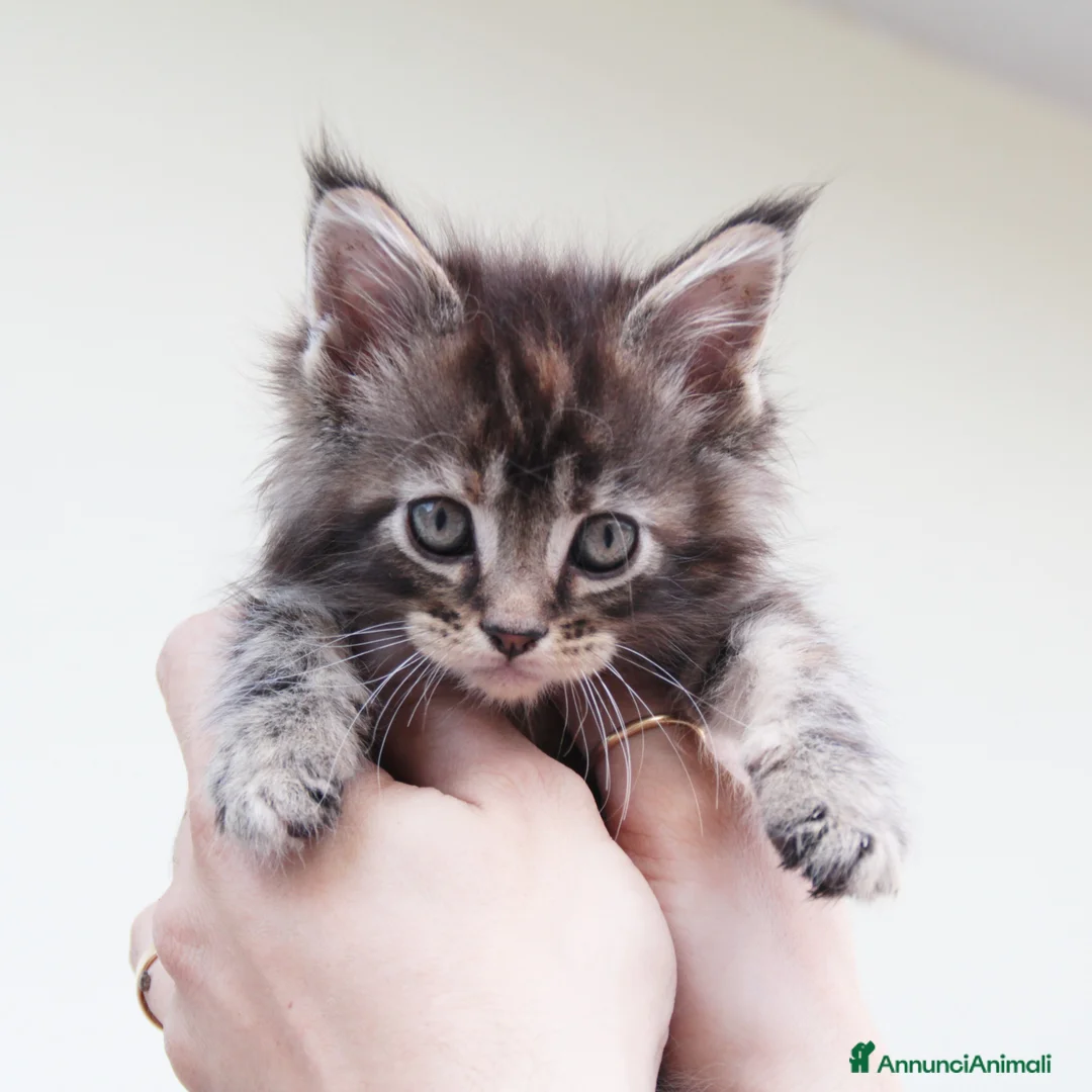 Immagine della galleria {{count}}