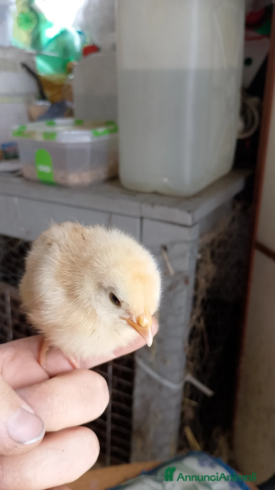 Meticcio gatti in vendita: Pulcini di Gallina  - Annuncio 2