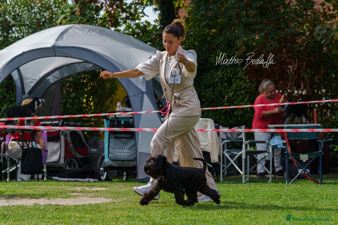 Mini Schnauzer cani in vendita: Schnauzer Nano nero  - Annuncio 8