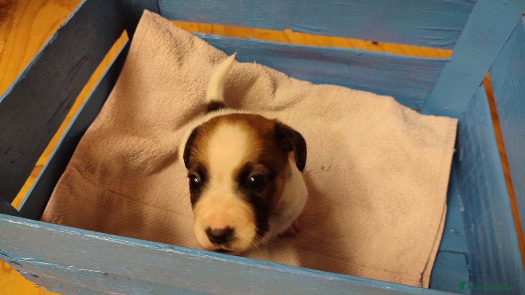 Jack Russell cani in vendita: Cuccioli di jack Russell a Province of Treviso - Immagine 4