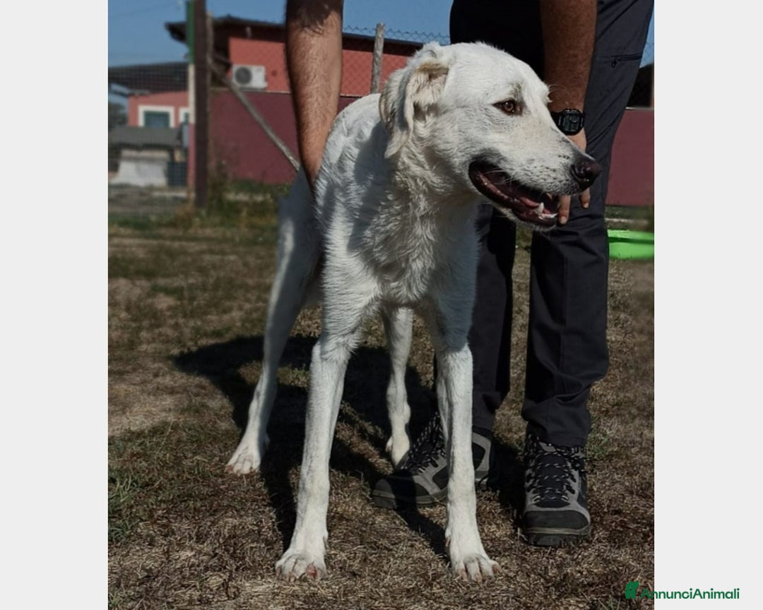 Meticcio cani in regalo: Yuri dolcissimo cane maschio derivato maremmano a Latina - Annuncio 1