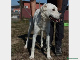 Meticcio cani Yuri dolcissimo cane maschio derivato maremmano a Latina - Annuncio 32