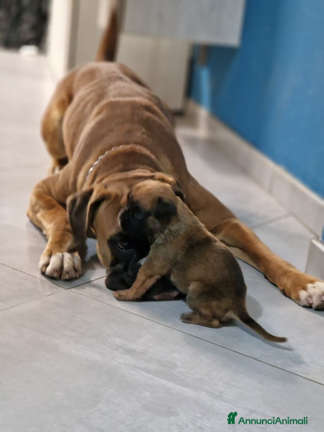 Boxer cani in vendita: Boxer cuccioli con pedigree - Annuncio 9