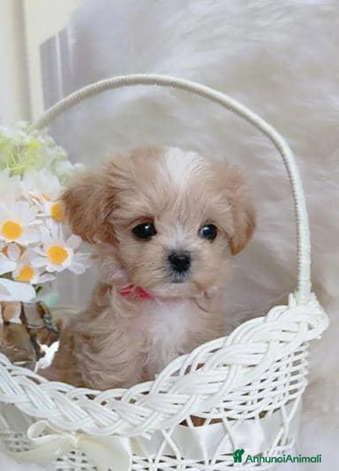 Maltipoo cani in vendita: Adorabili cuccioli Maltipoo F1 a Città metropolitana di Milano - Annuncio 2
