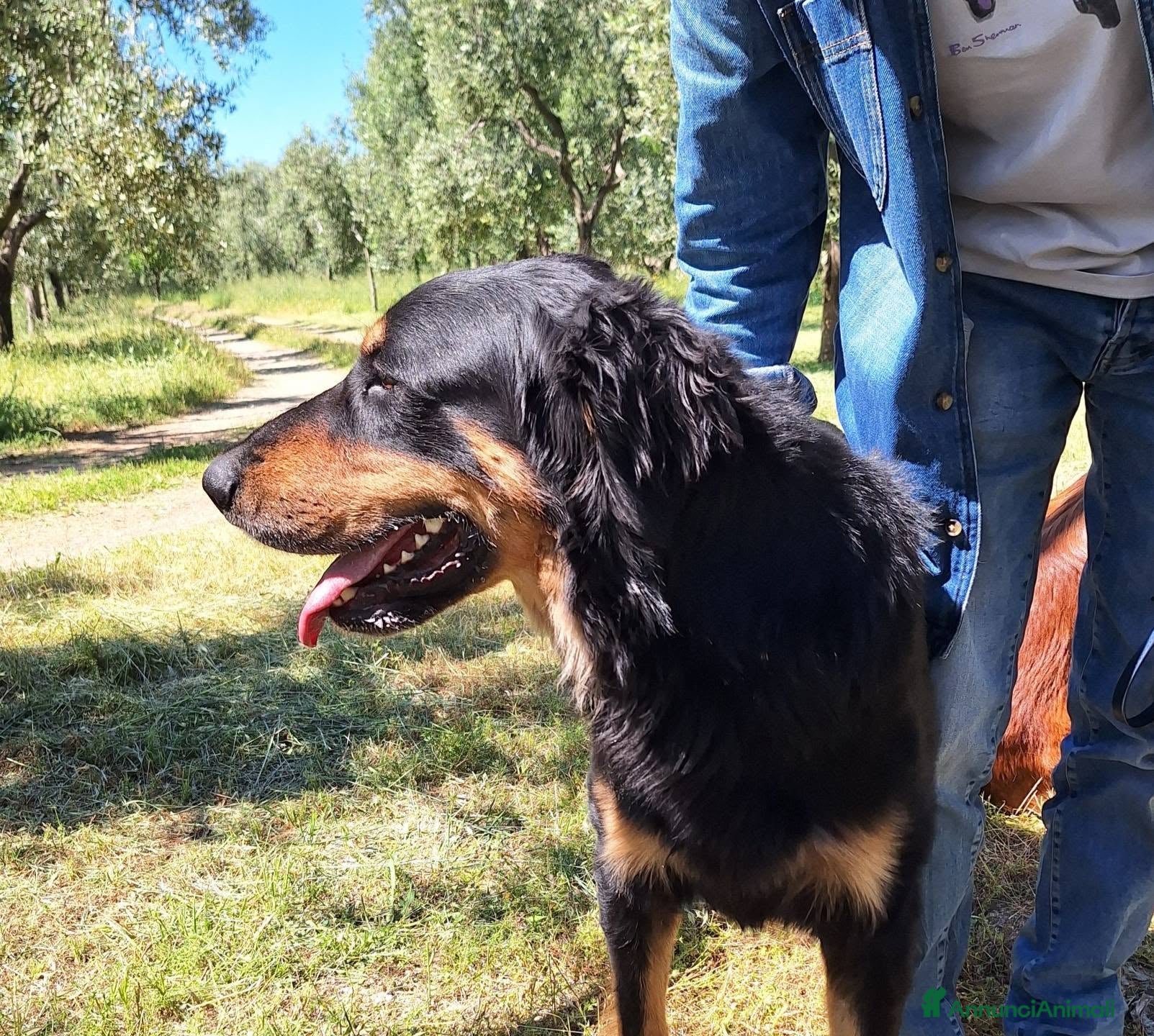 Hovawart cani Noir, fiero ed elegante - Annuncio 28