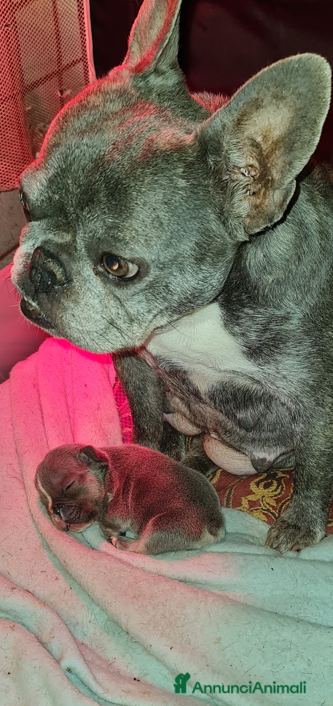 Bulldog Francese cani in vendita: Cucciolo di Bulldog Francese  - Annuncio 5