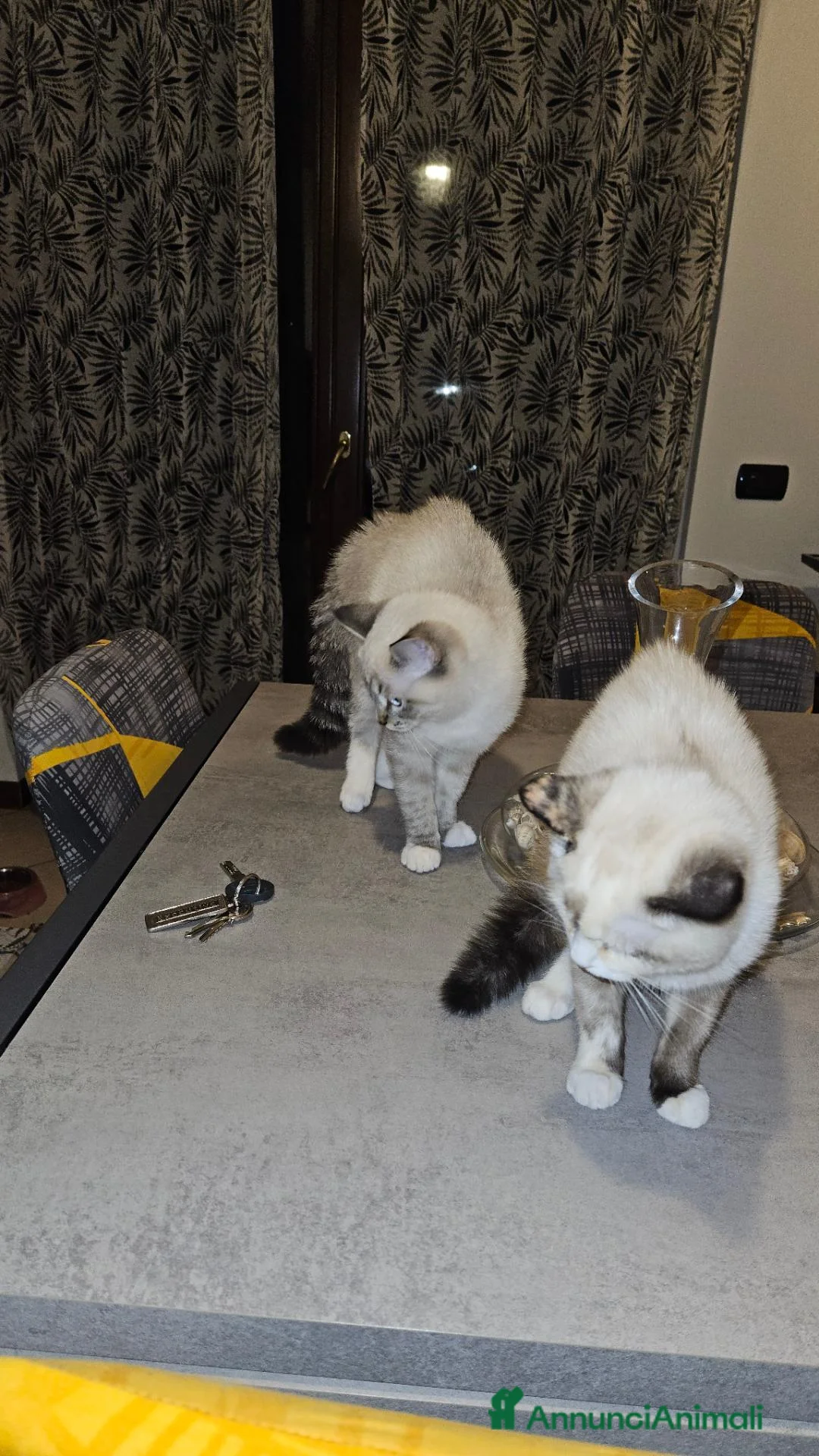 Meticcio gatti in regalo: Regalo due gattini madre ragdoll padre bo 🤣 a Provincia di Bergamo - Annuncio 3