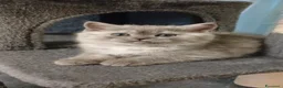 Scottish gatti in vendita: Scottish fold/straight  a Provincia di Padova - Annuncio 13