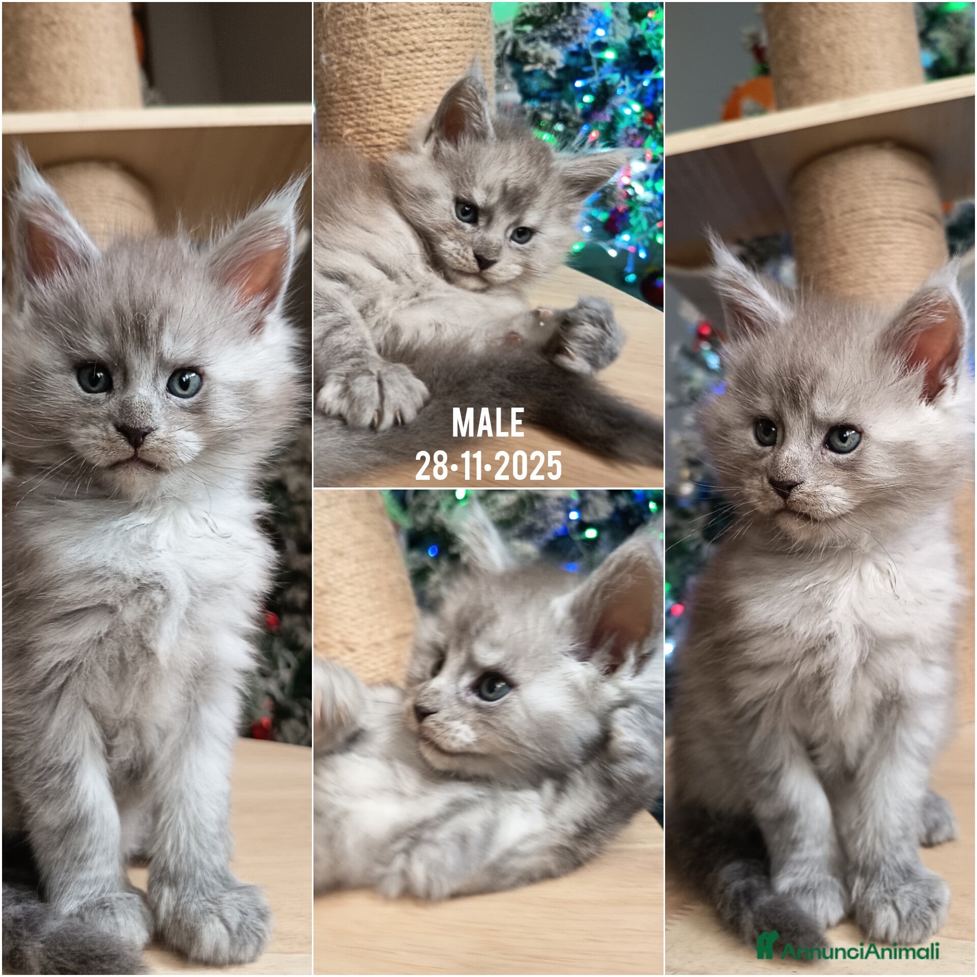 Maine Coon gatti MAINE COON: I giganti gentili cercano casa! - Annuncio 2