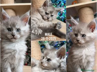 Maine Coon gatti MAINE COON: I giganti gentili cercano casa! - Annuncio 2