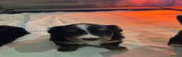 Bovaro del Bernese cani in vendita: Cucciola bovaro del bernese  - Annuncio 7