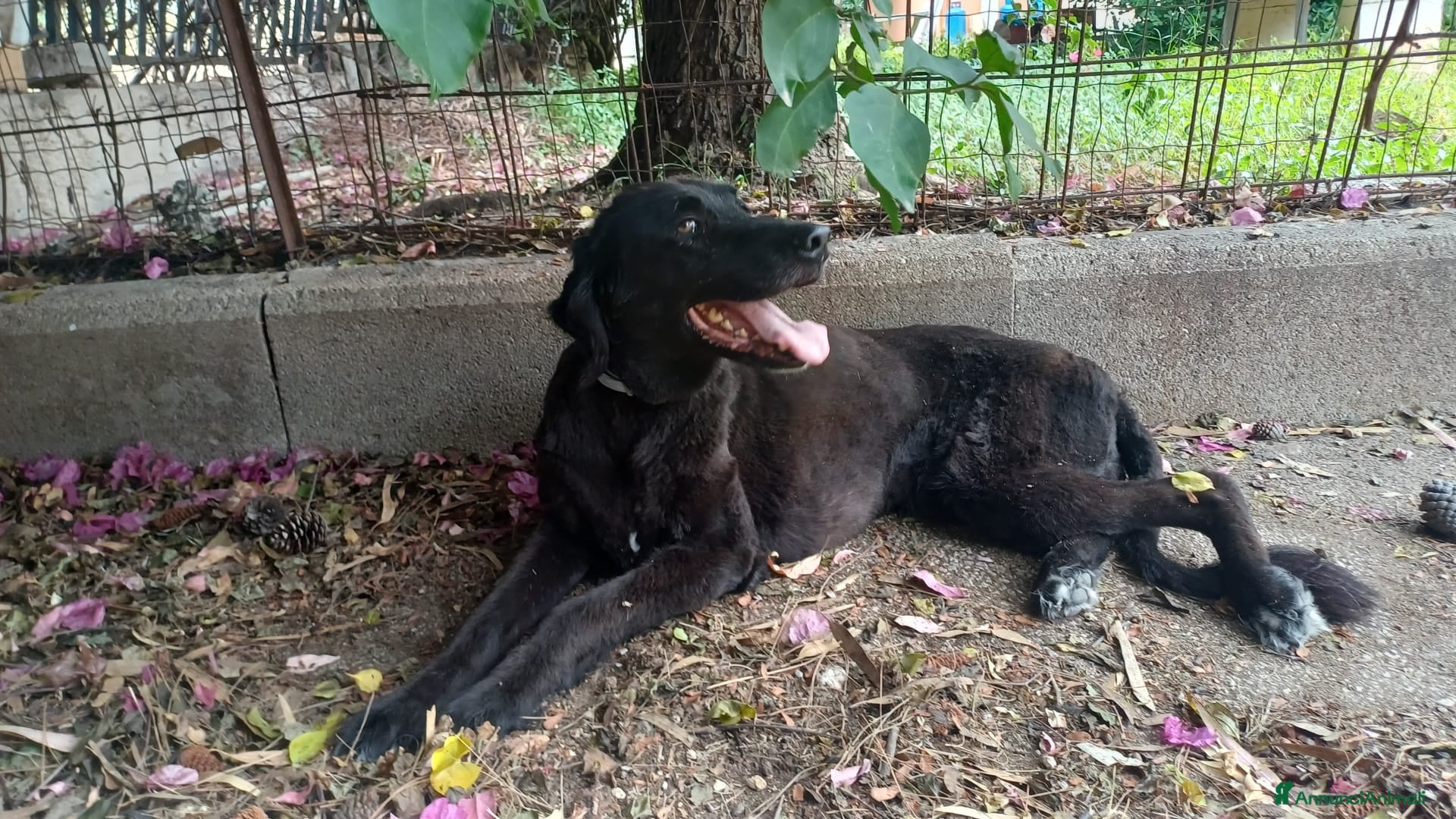Meticcio cani Kalù cerca casa - Annuncio 41