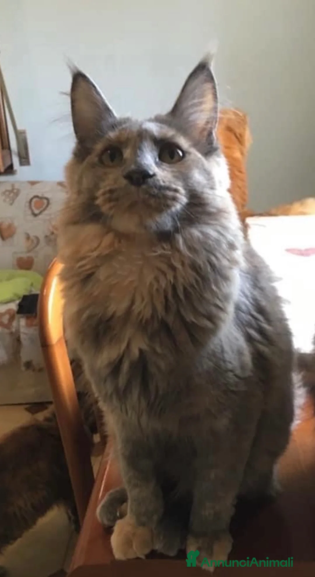 Maine Coon gatti in vendita: Maine Coon cuccioli a Provincia di Ferrara - Annuncio 1