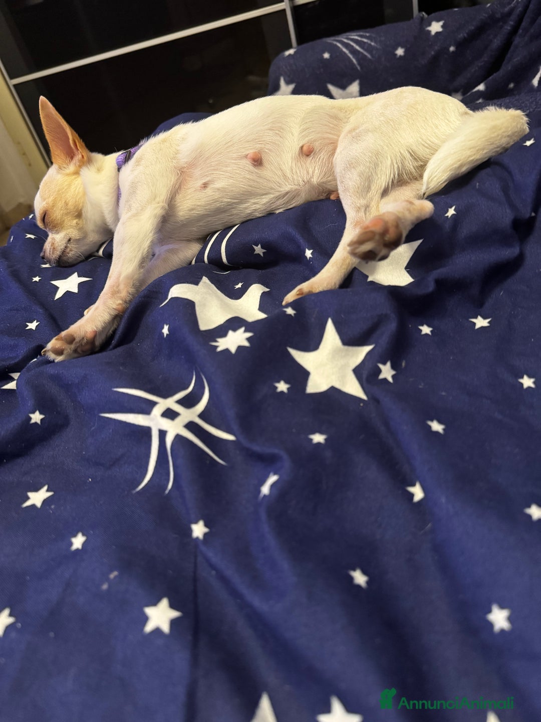 Chihuahua cani in vendita: Chihuahua - Annuncio 2